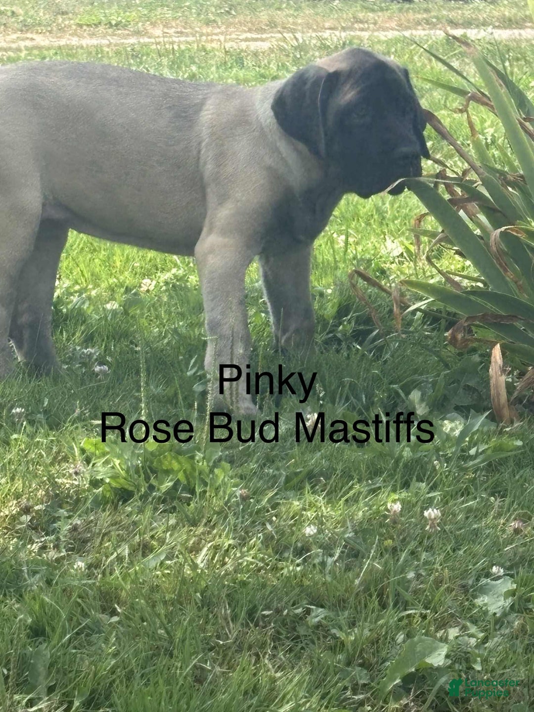 English Mastiff dogs for sale: Pinky - Image 2