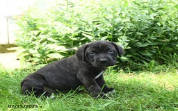 Cane Corso dogs for sale: Patriot - Image 3