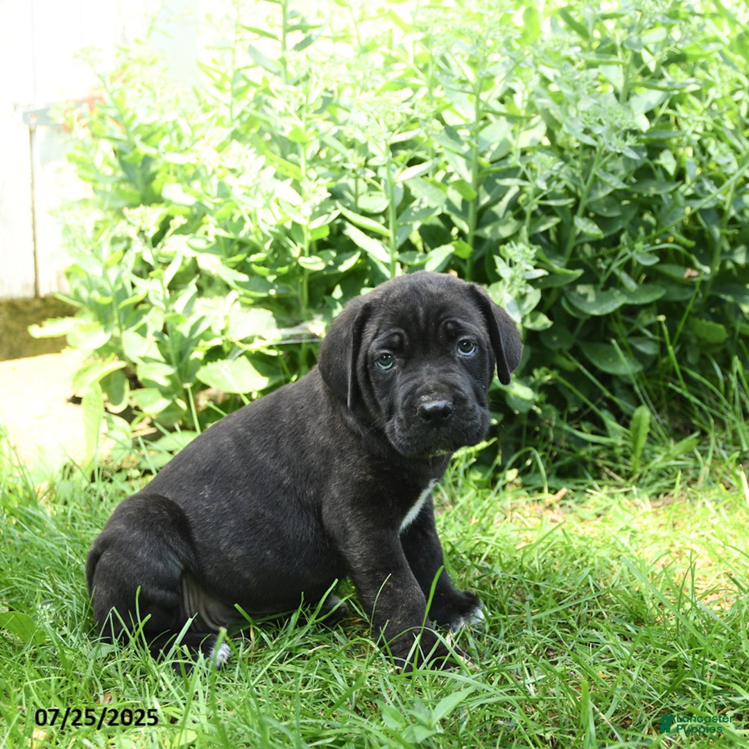 Cane Corso dogs for sale: Patriot - Image 3