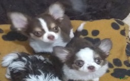 Chihuahua dogs for sale: Full Akc   Dealer - Image 11
