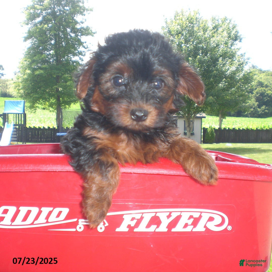 Yorkiepoo dogs for sale: Mia - Image 9