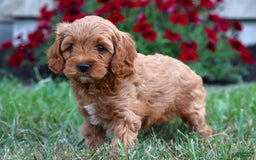 Cavapoo dogs for sale: Lainey - Image 2