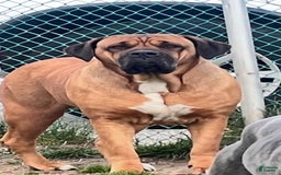 Cane Corso dogs for sale: Bluey - Image 7