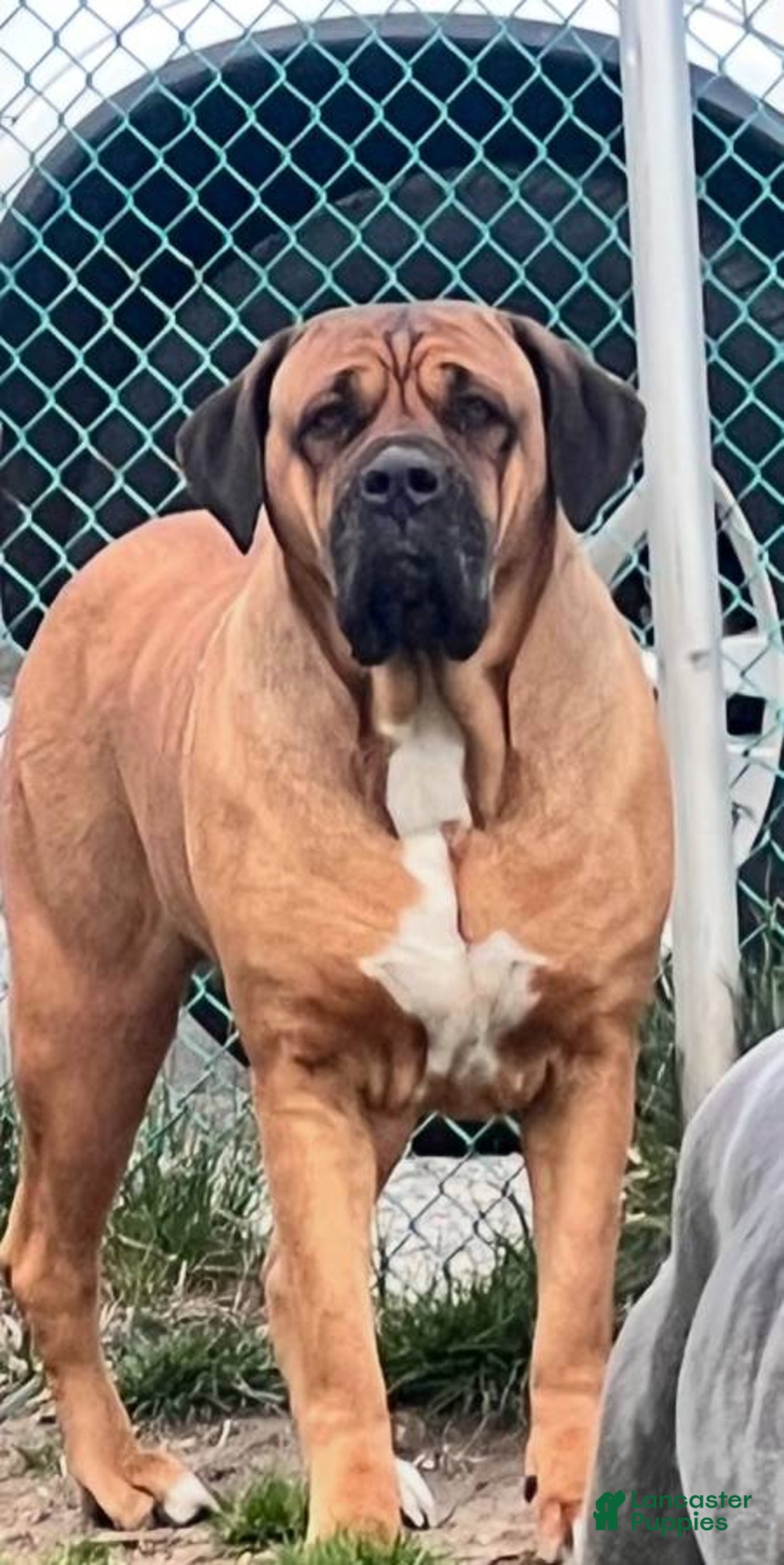 Cane Corso dogs for sale: Bluey - Image 7