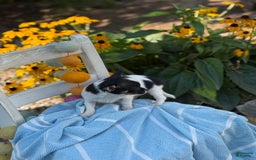 Chihuahua dogs for sale: Chihuahua 3 puppies - Image 10