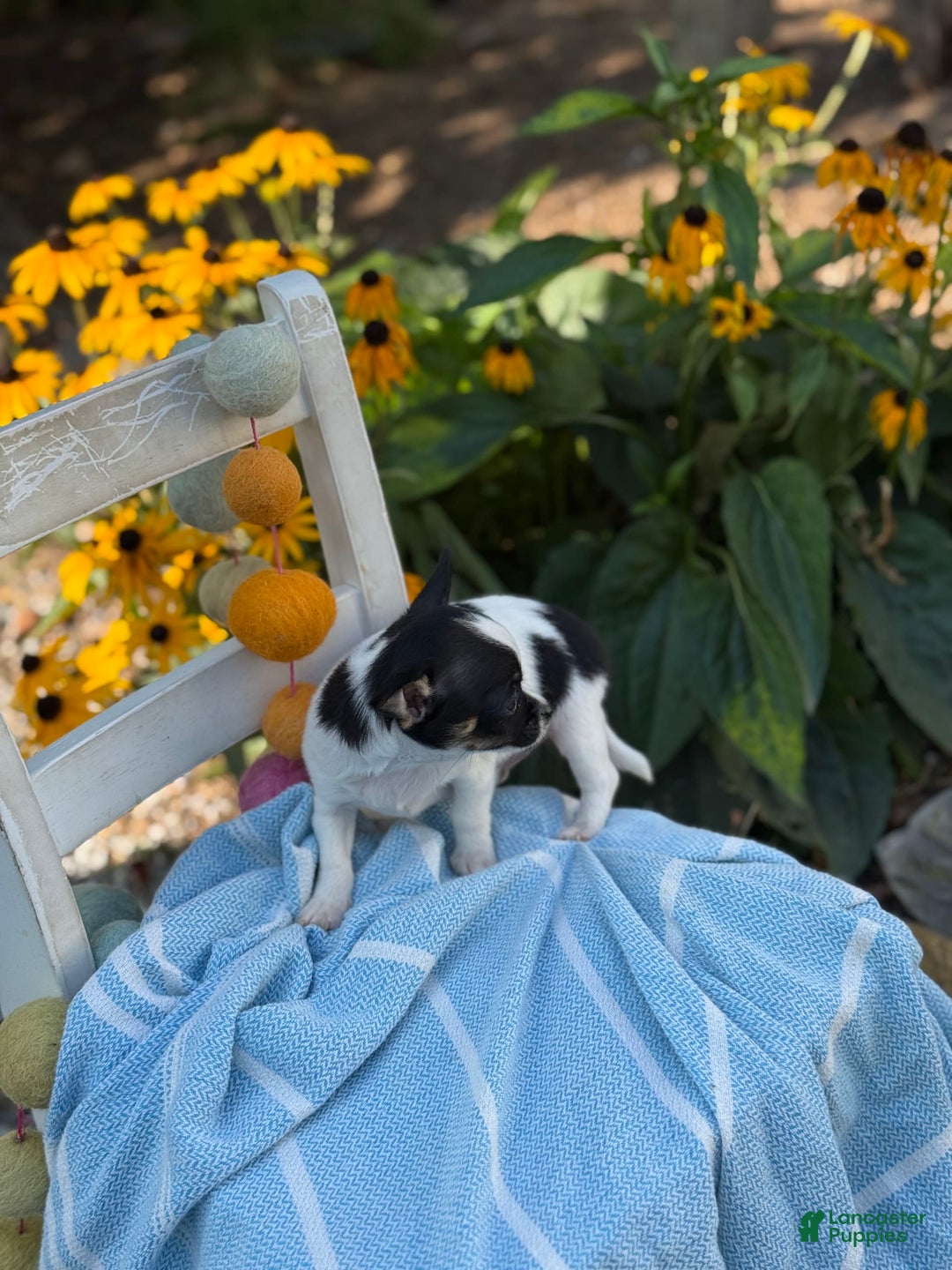 Chihuahua dogs for sale: Chihuahua 3 puppies - Image 10