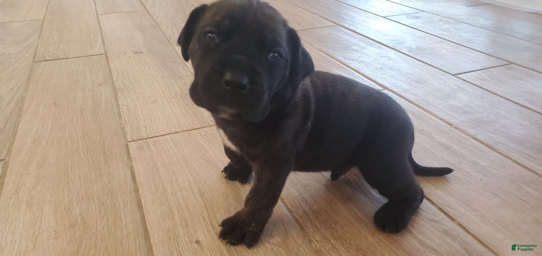 South African Boerboels dogs for sale: Biggie - Image 6