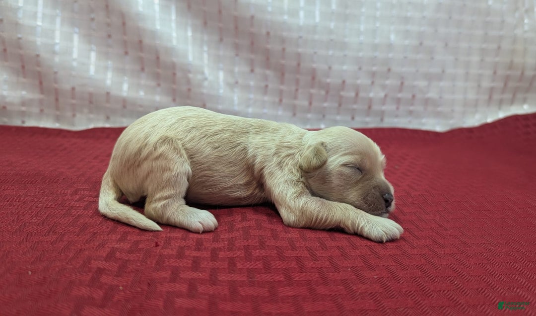 Cockapoo dogs for sale: Magnus - Image 8
