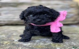 Miniature Poodle dogs for sale: Tasha - Image 9