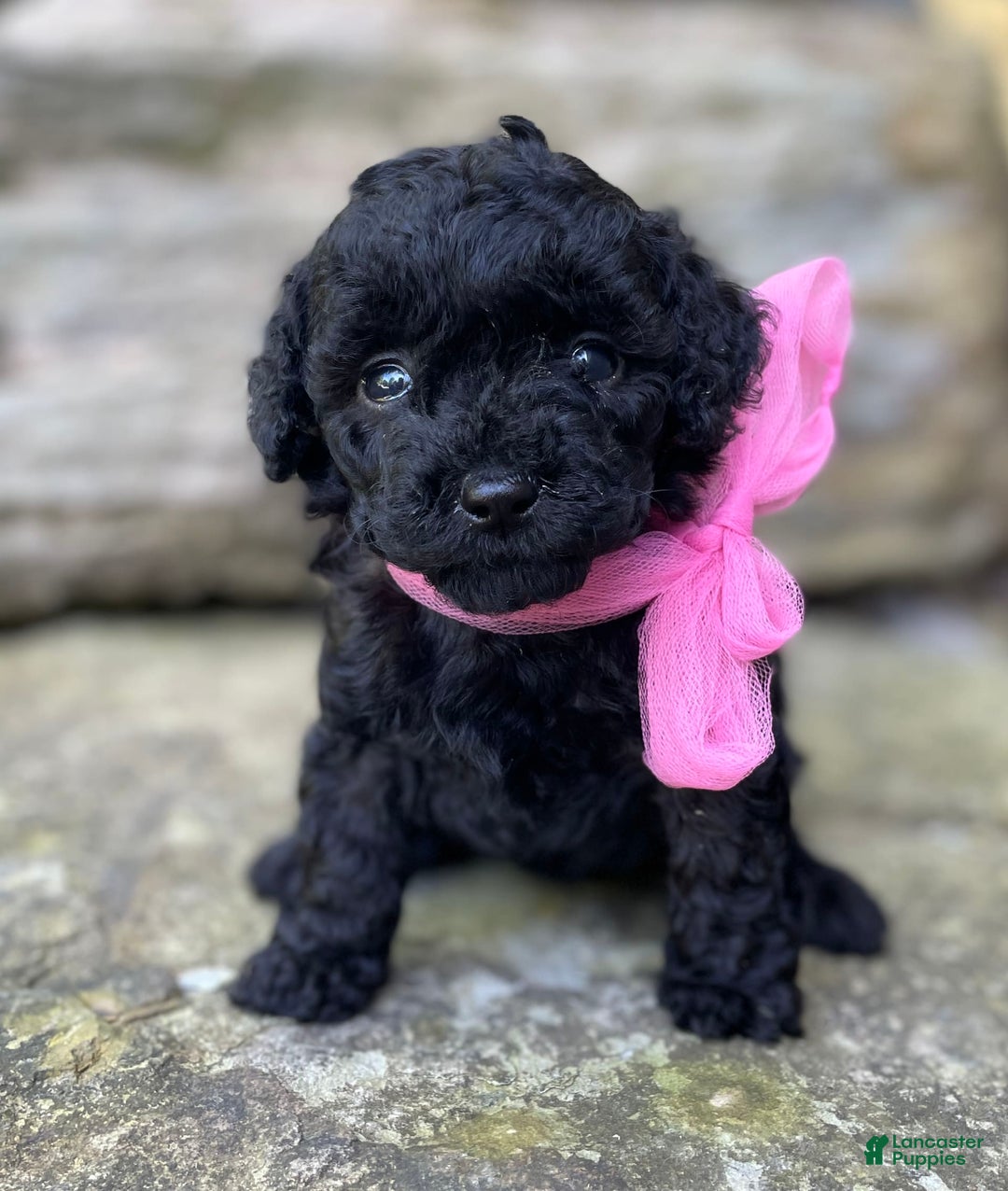 Miniature Poodle dogs for sale: Tasha - Image 9