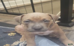 American Bully dogs for sale: Big Hoss - Image 172