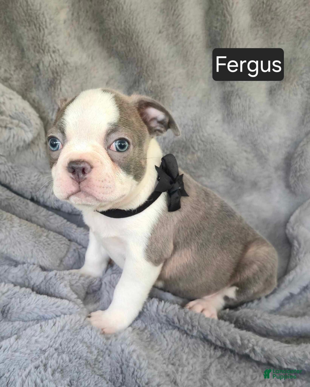 Boston Terrier dogs for sale: Fergus - Image 5