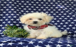 Maltese dogs for sale: Griffith - Image 5