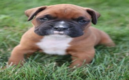 Boxer dogs for sale: Stella - Image 2