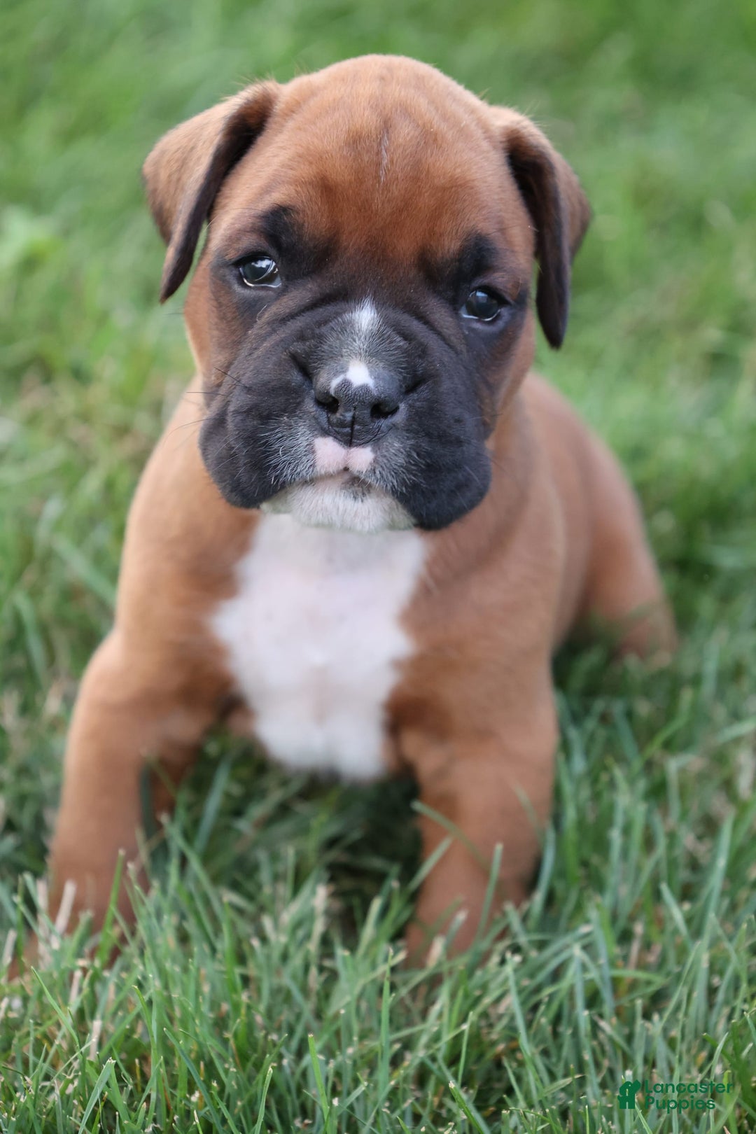Boxer dogs for sale: Stella - Image 2