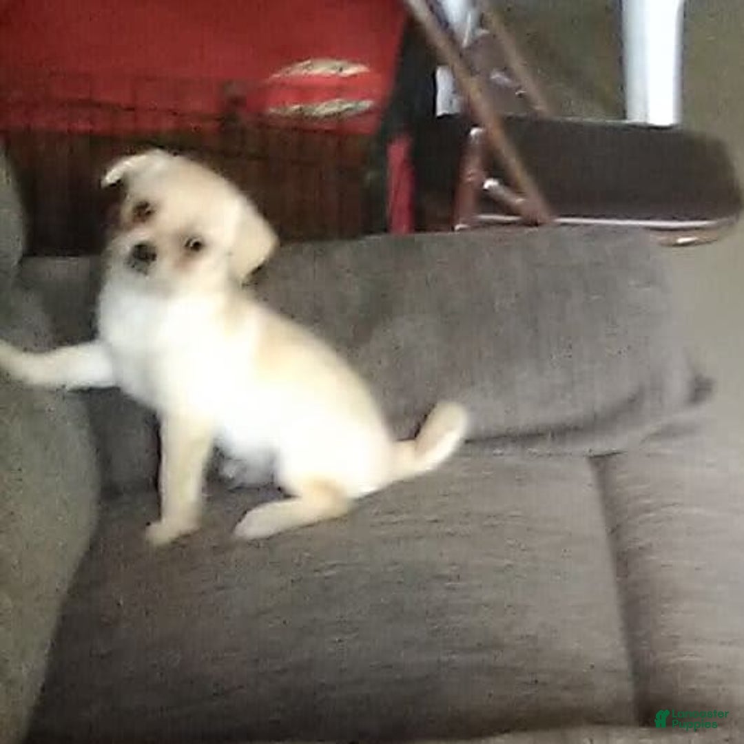 Chihuahua dogs for sale: Chip - Image 8