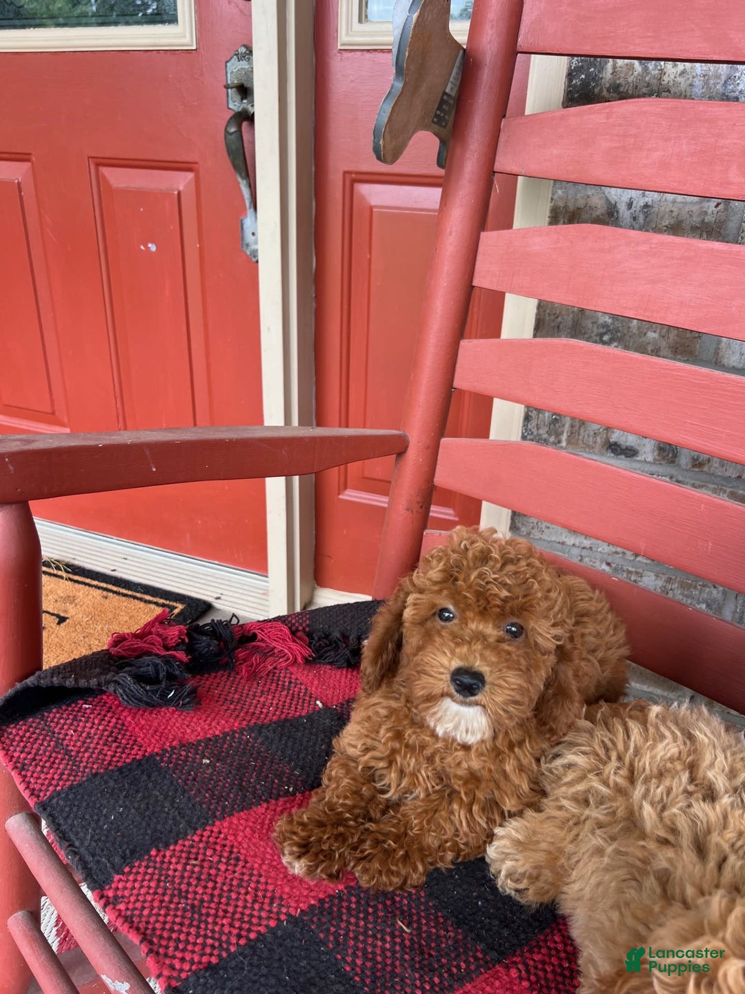  dogs for sale: Dallas - Image 5