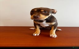 American Bully dogs for sale: Buttercup - Image 1