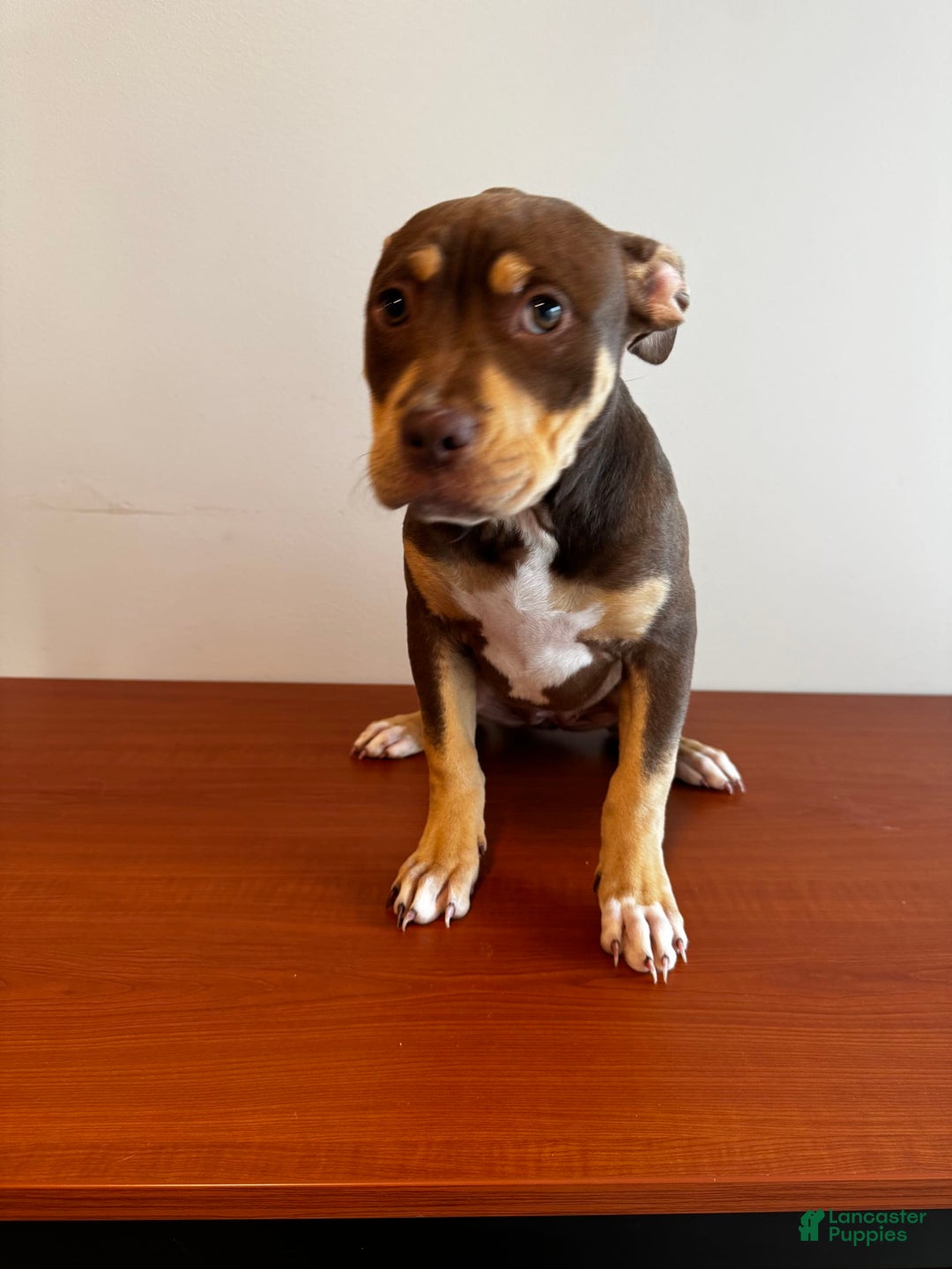 American Bully dogs for sale: Buttercup - Image 1