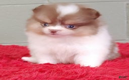 Pomeranian dogs for sale: Cindy - Image 2
