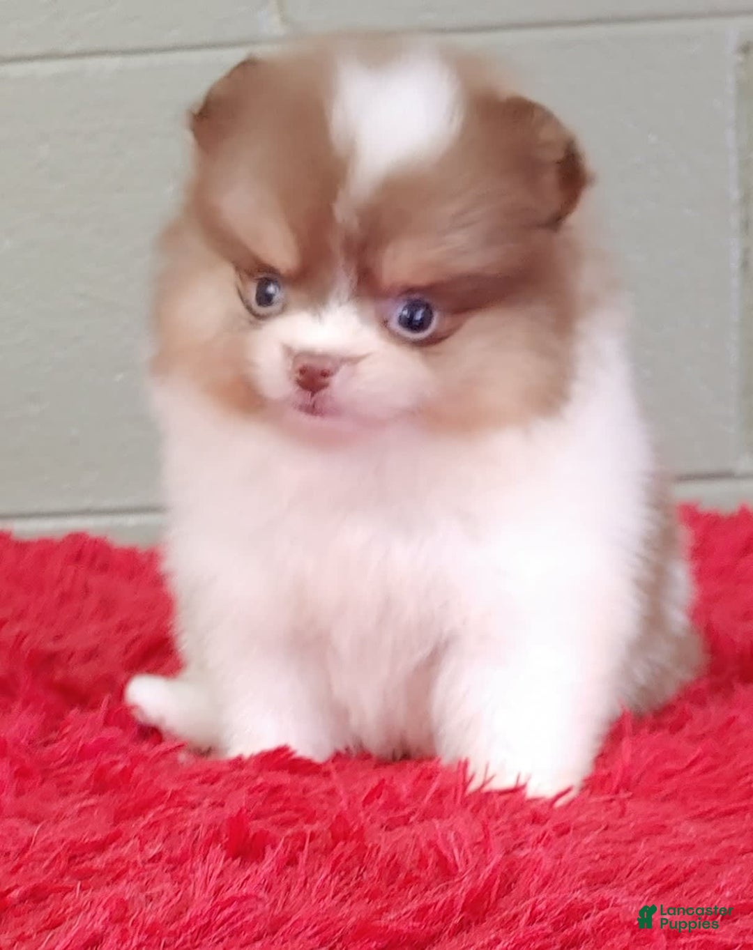 Pomeranian dogs for sale: Cindy - Image 2