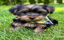 Yorkshire Terrier dogs for sale: George - Image 2