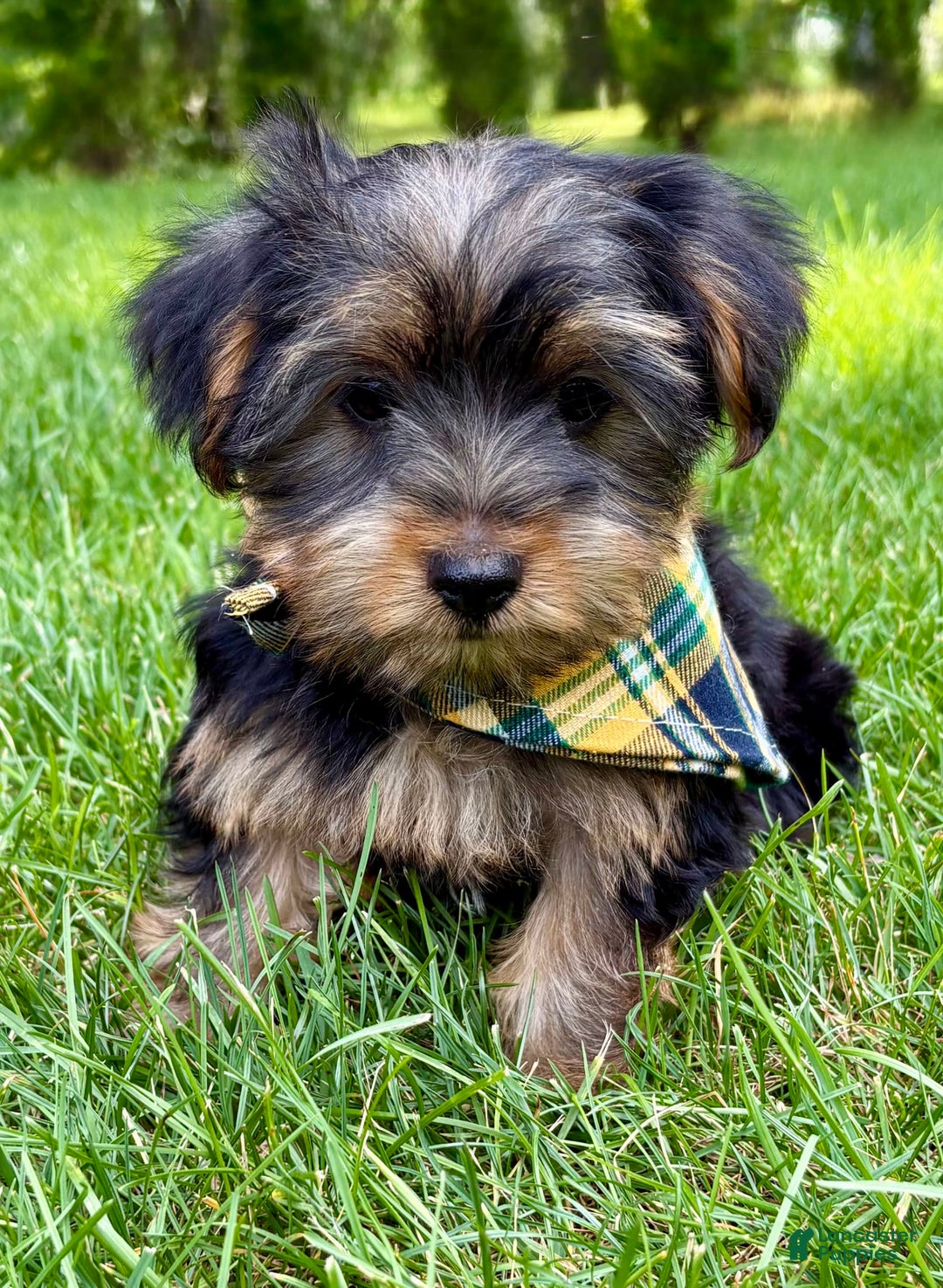 Yorkshire Terrier dogs for sale: George - Image 2