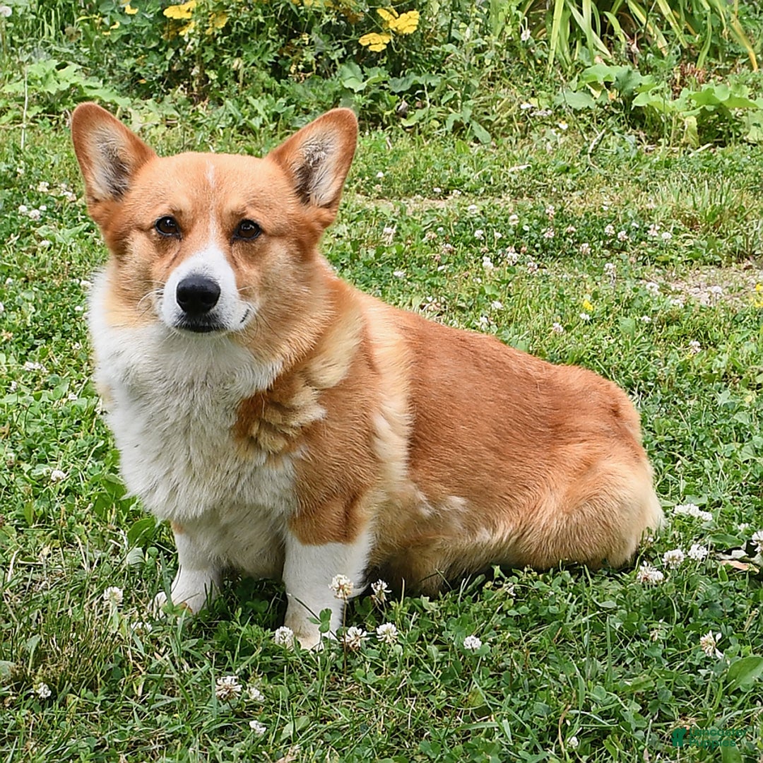 Welsh Corgi Pembroke dogs for sale: Toro - Image 12