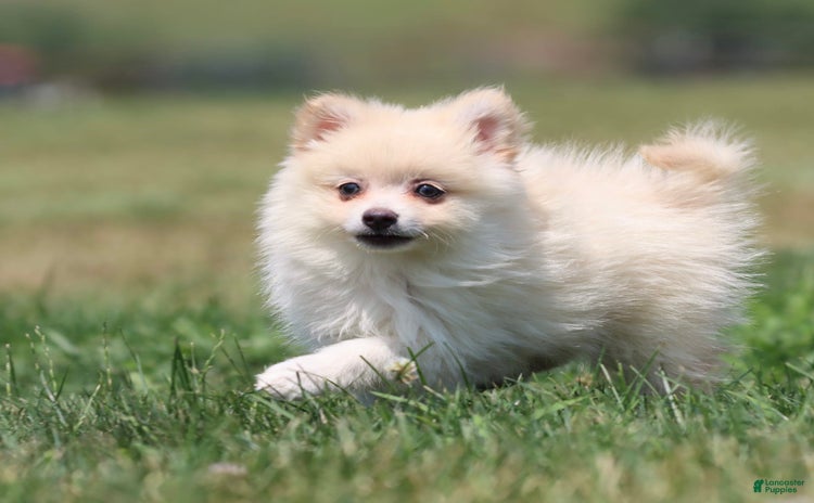 Pomeranian dogs for sale - Ad 3