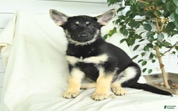 Gerberian Shepsky dogs for sale: Meadow - Image 5