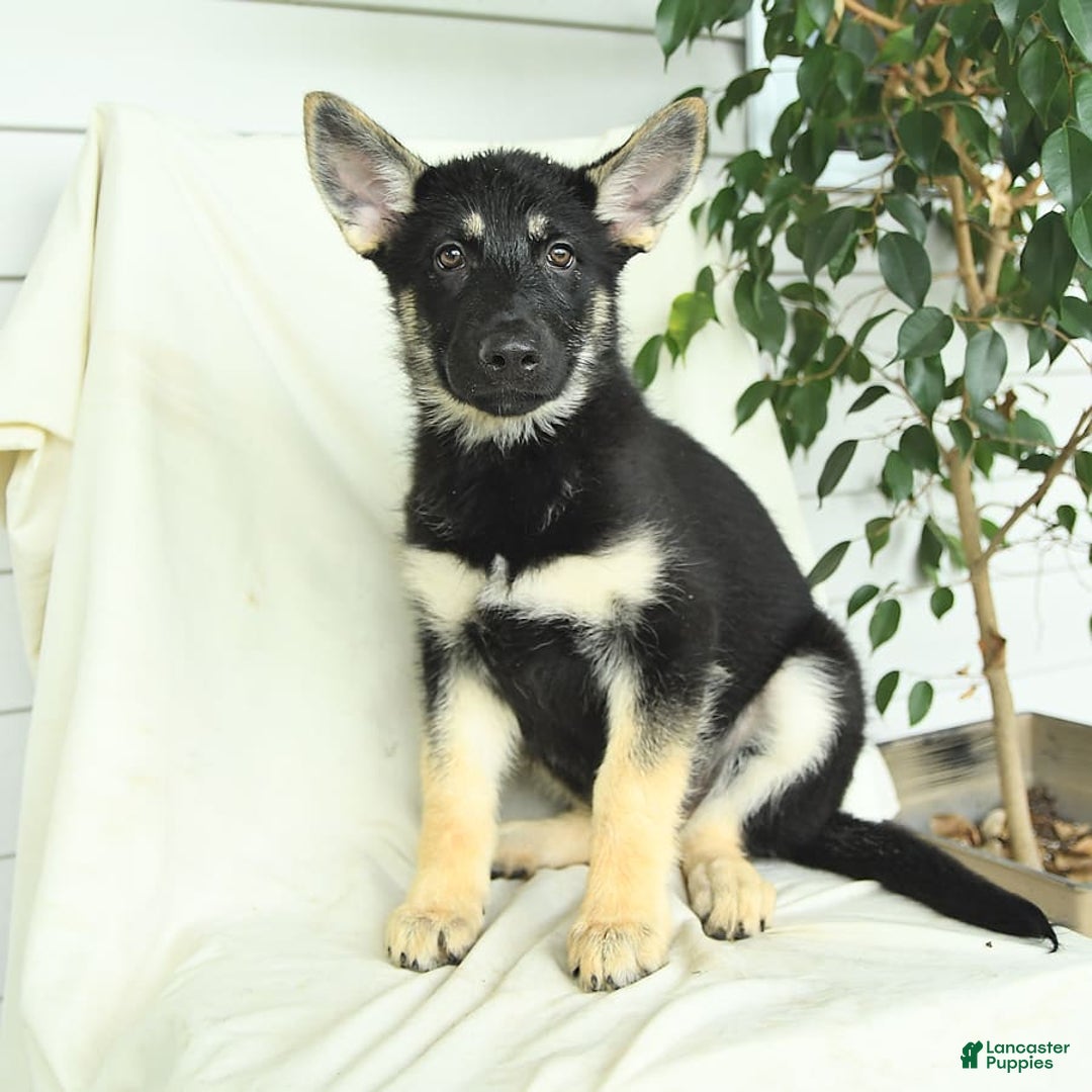 Gerberian Shepsky dogs for sale: Meadow - Image 5
