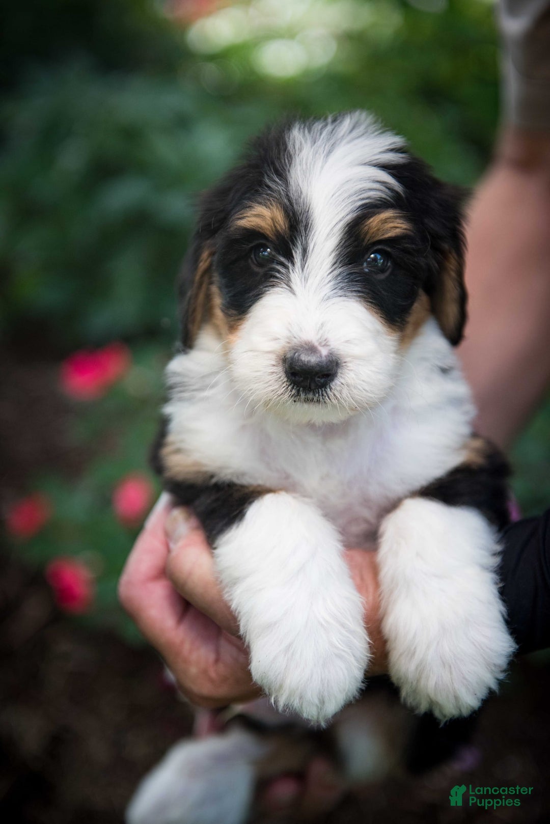 Bernedoodle dogs for sale: Ranger - Image 4