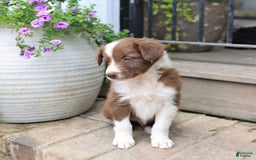 Border Collie dogs for sale: Timmy - Image 2