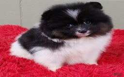 Pomeranian dogs for sale: Flip - Image 7