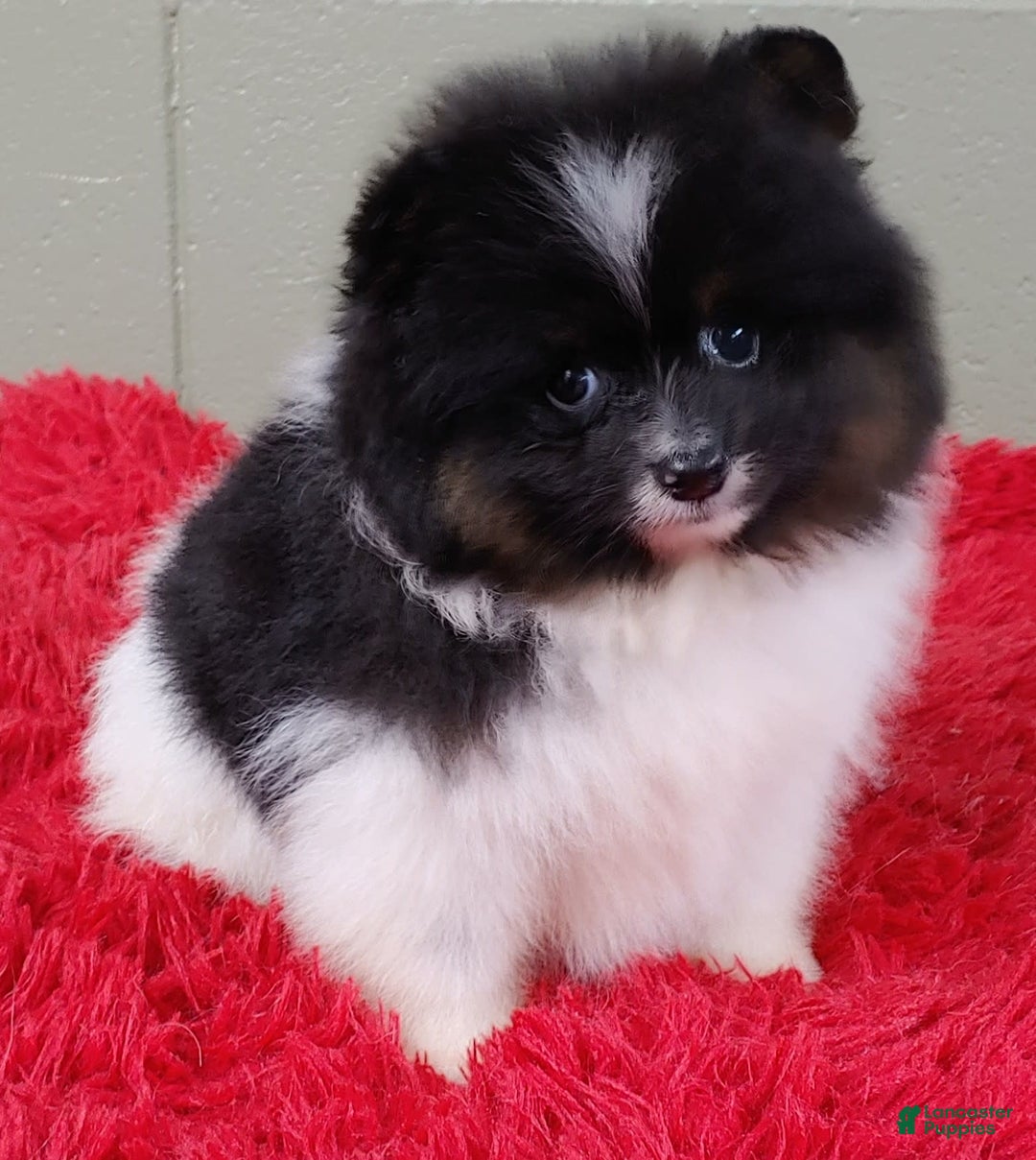 Pomeranian dogs for sale: Flip - Image 7
