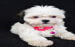 Shih Tzu dogs for sale: Tammy - Image 2