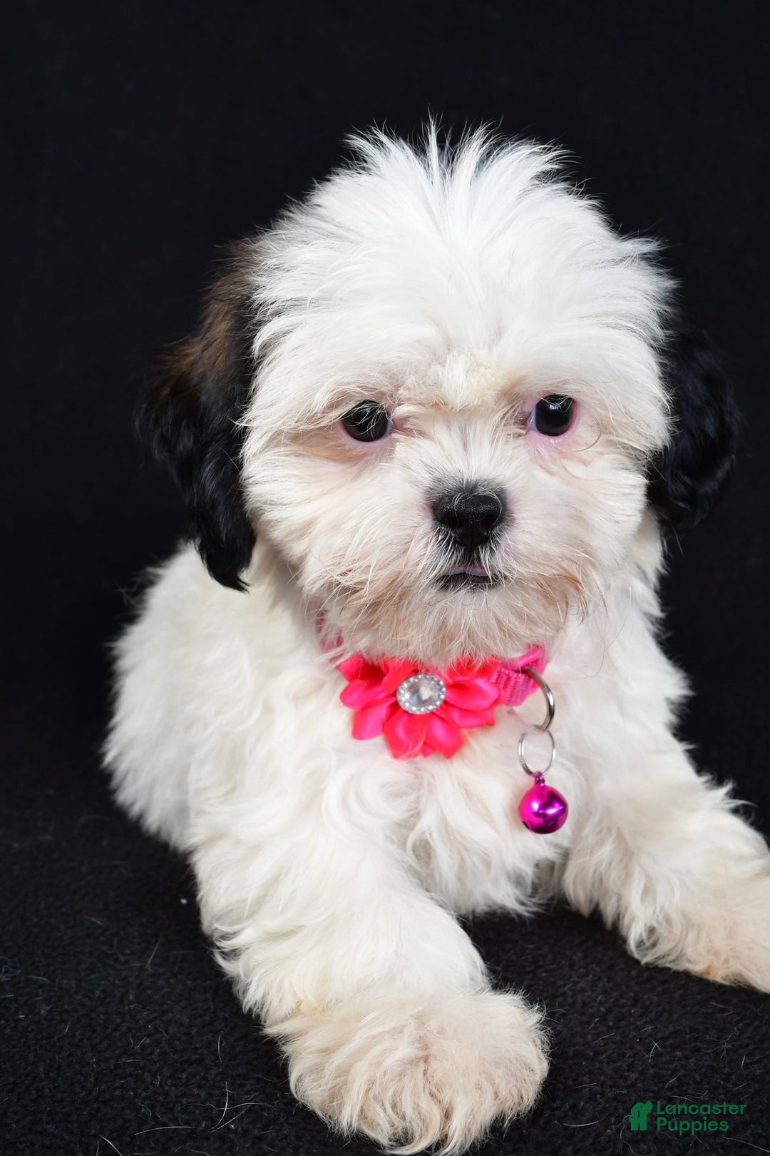 Shih Tzu dogs for sale: Tammy - Image 2