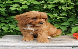 Cavapoo dogs for sale: Cavapoo 5 puppies - Image 2