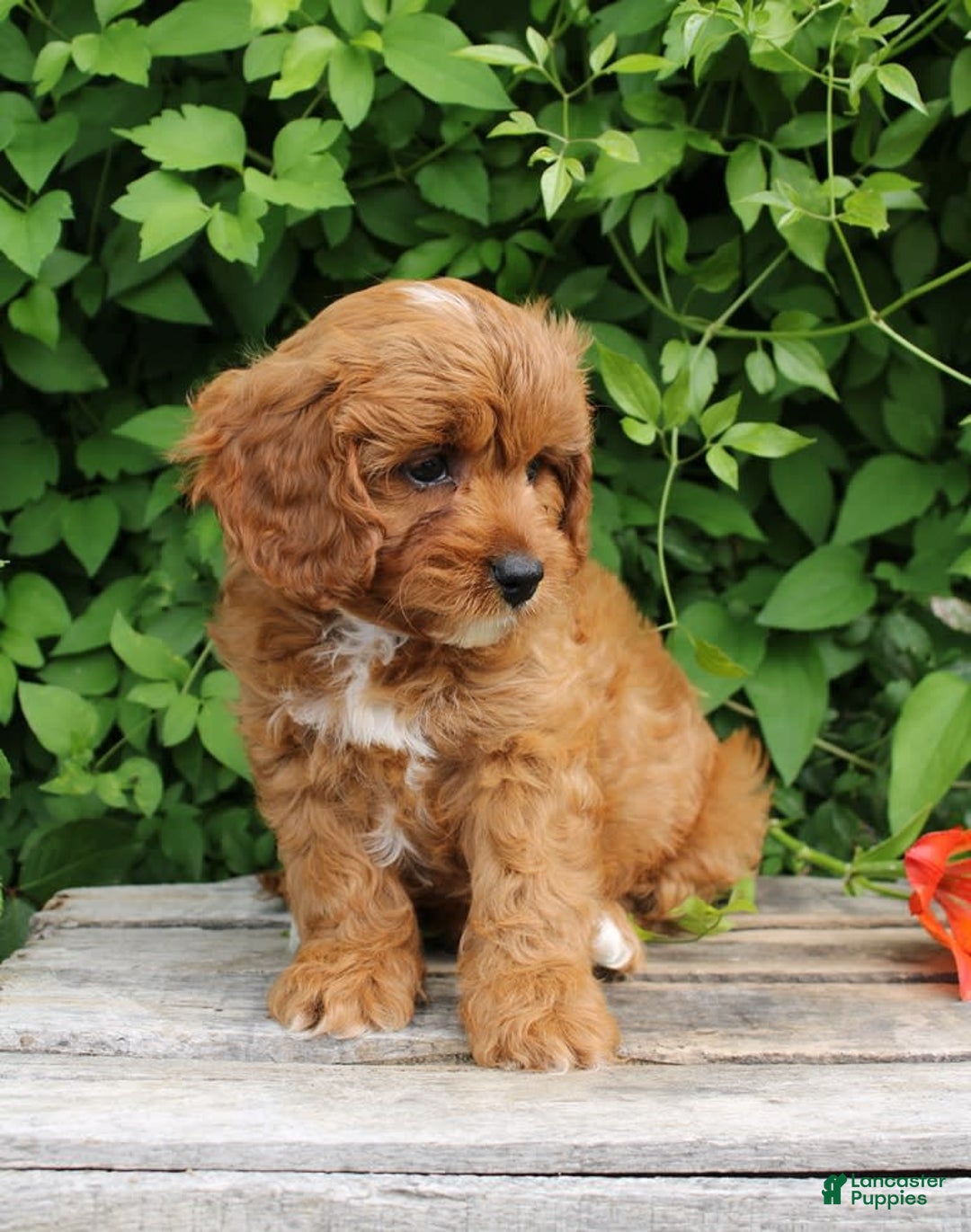 Cavapoo dogs for sale: Cavapoo 5 puppies - Image 2
