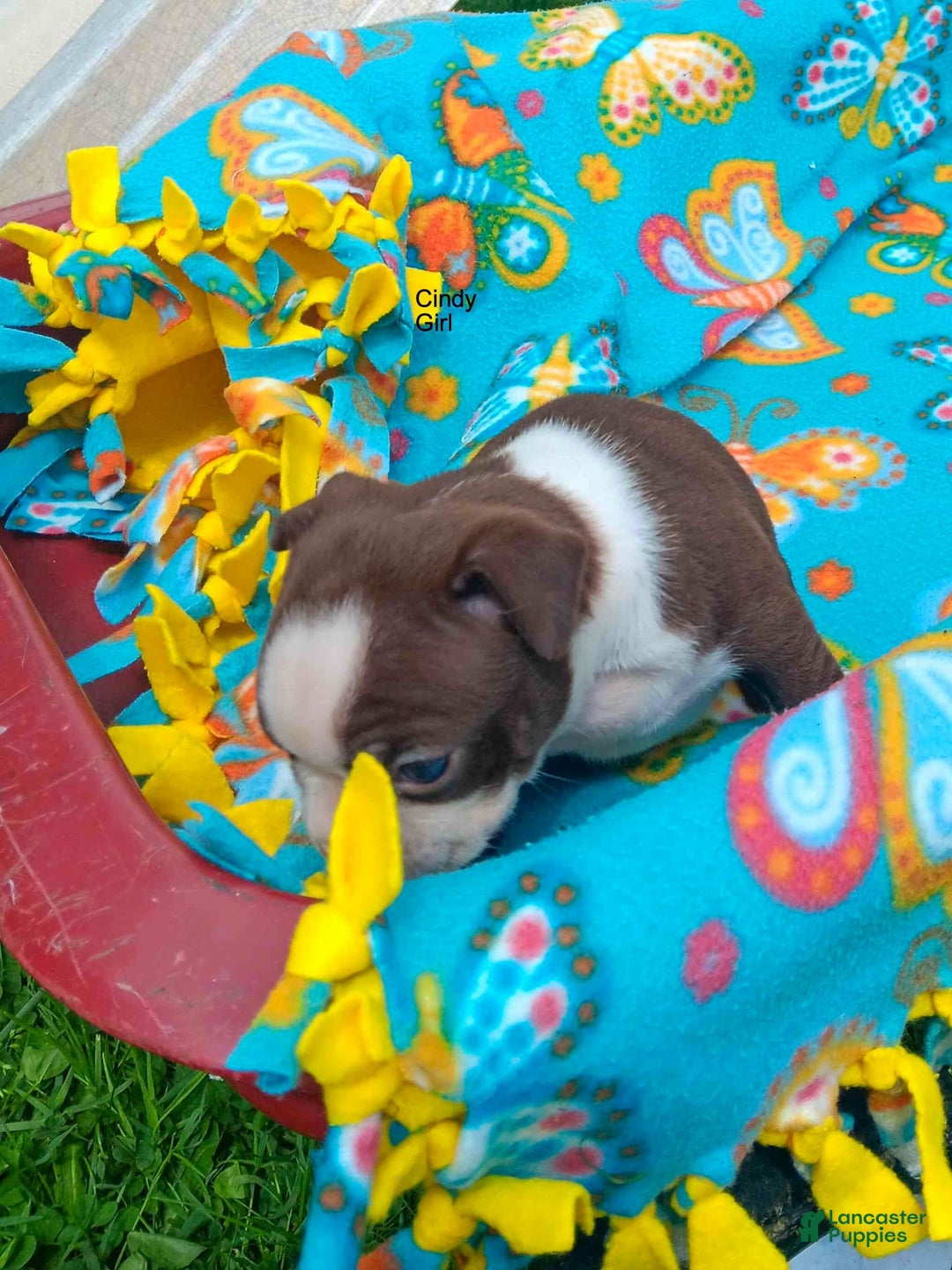 Boston Terrier dogs for sale: Cindy - Image 1