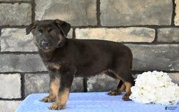German Shepherd dogs for sale: Michael - Image 3