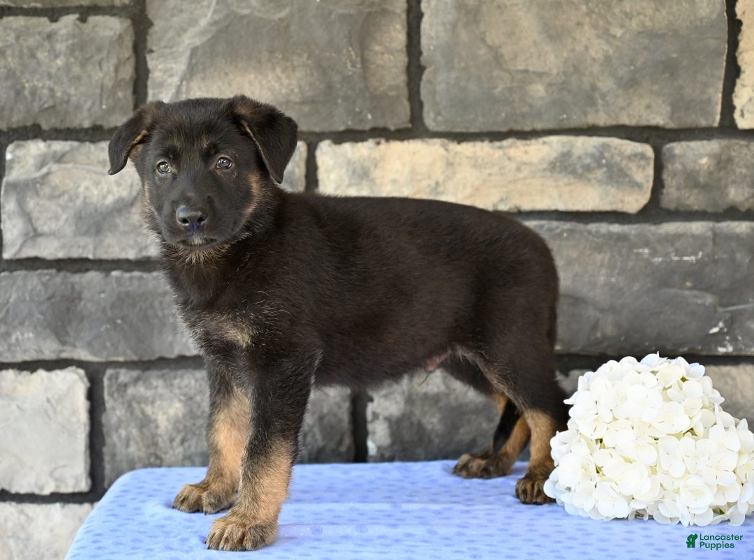 German Shepherd dogs for sale: Michael - Image 3