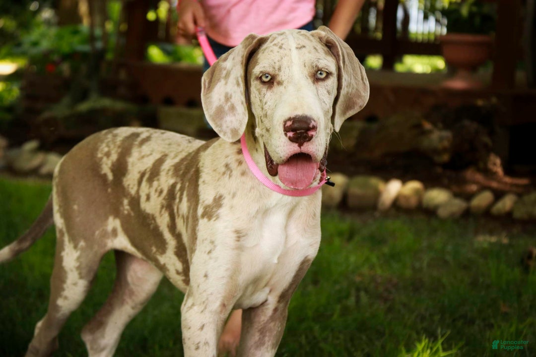 Great Dane dogs for sale: Jovie - Image 4