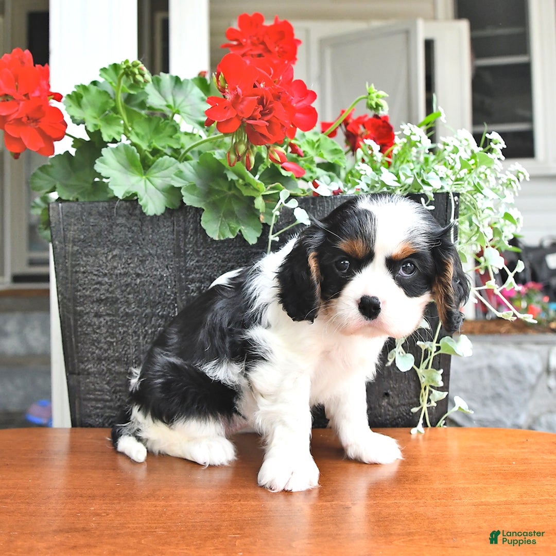 Cavalier King Charles Spaniel dogs for sale: Lilly - Image 11