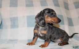 Miniature Dachshund dogs for sale: Teddy Mini - Image 10