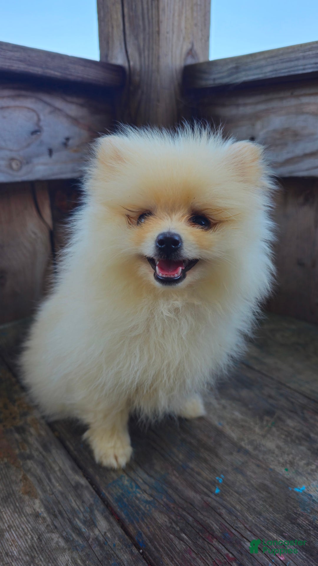Pomeranian dogs for sale: Telemachus - Image 4