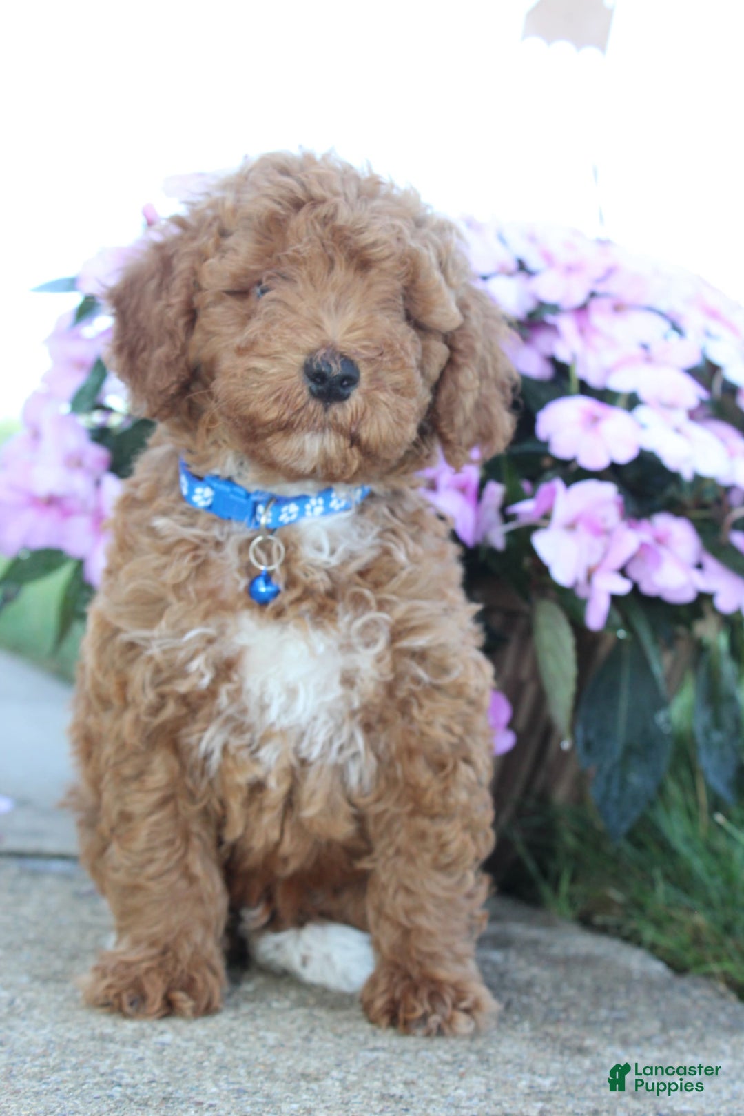 Miniature Poodle dogs for sale: Akc Patch - Image 6