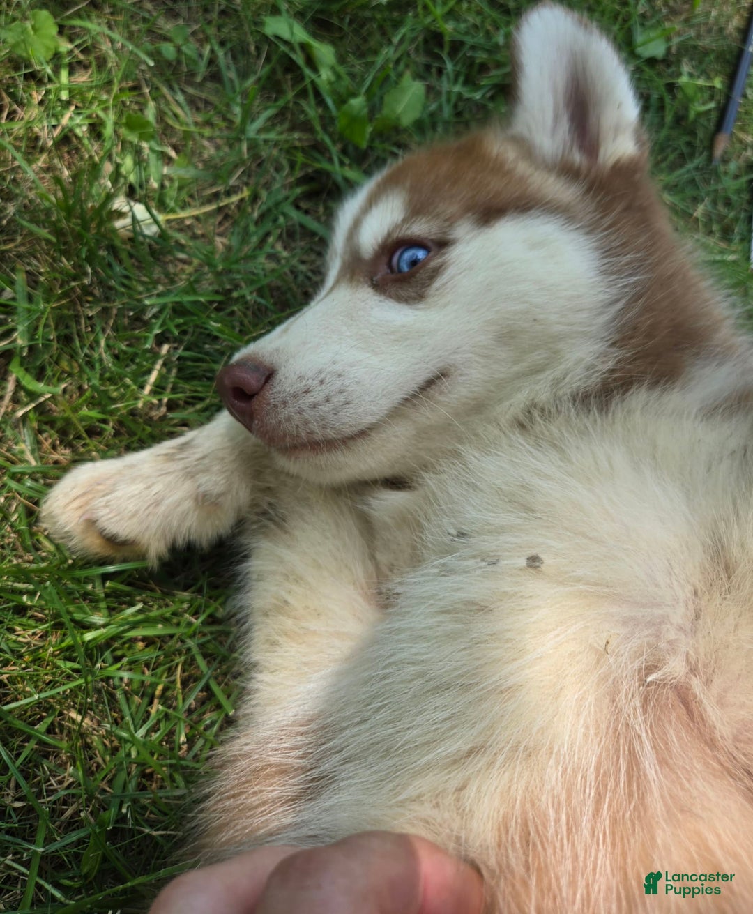 Siberian Husky dogs for sale: Arrow - Image 1