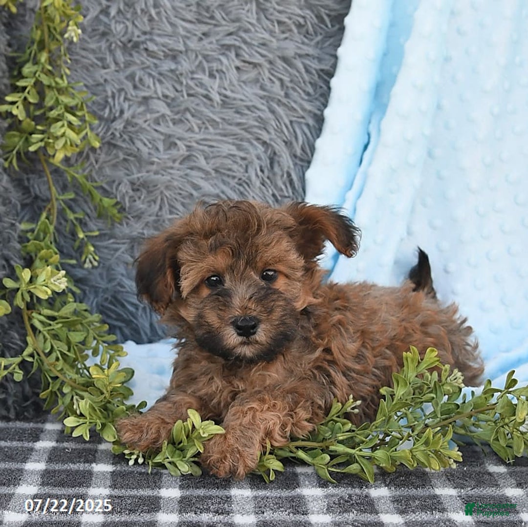Havapoo dogs for sale: Brody - Image 5