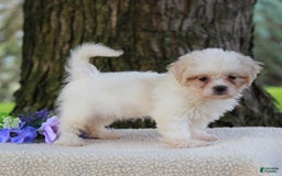 Shih Tzu dogs for sale: Clara - Image 4